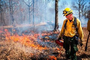 A person in yellow fire PPE using a drip torch to start a controlled burn in a forest. 